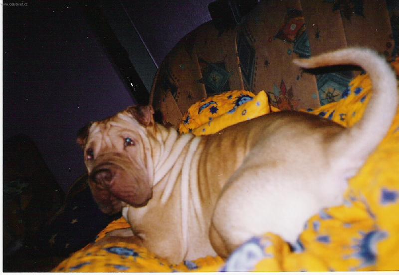 Foto: Apollo-V�m, �e nesm�m, ale ud�lal jsem p�esto HUPS...