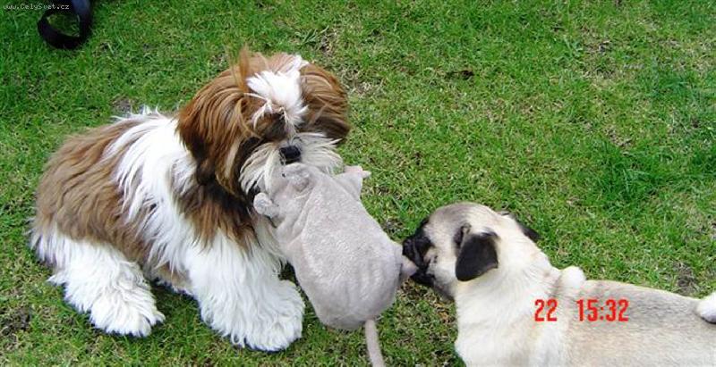 Foto: rva�ka o krysu Vasillisu...-:-)