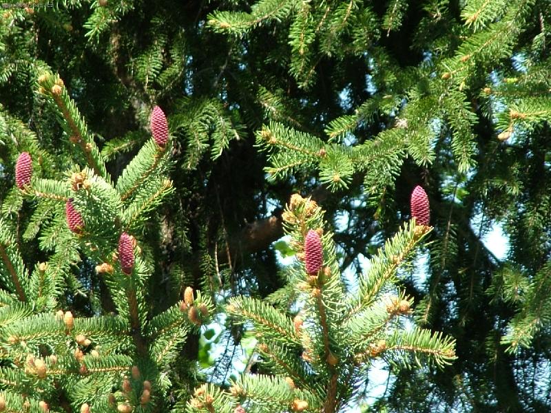 Foto: Kvetouc� jehli�nany-U� jste vid�li kv�ty smrk�?