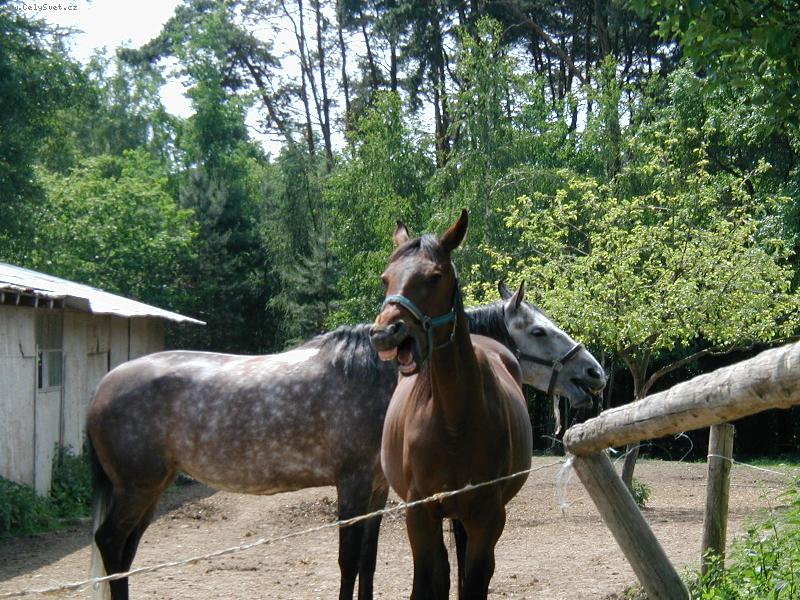 Foto: v��chni jsou ospal�-z�vaj�c� kon�ci