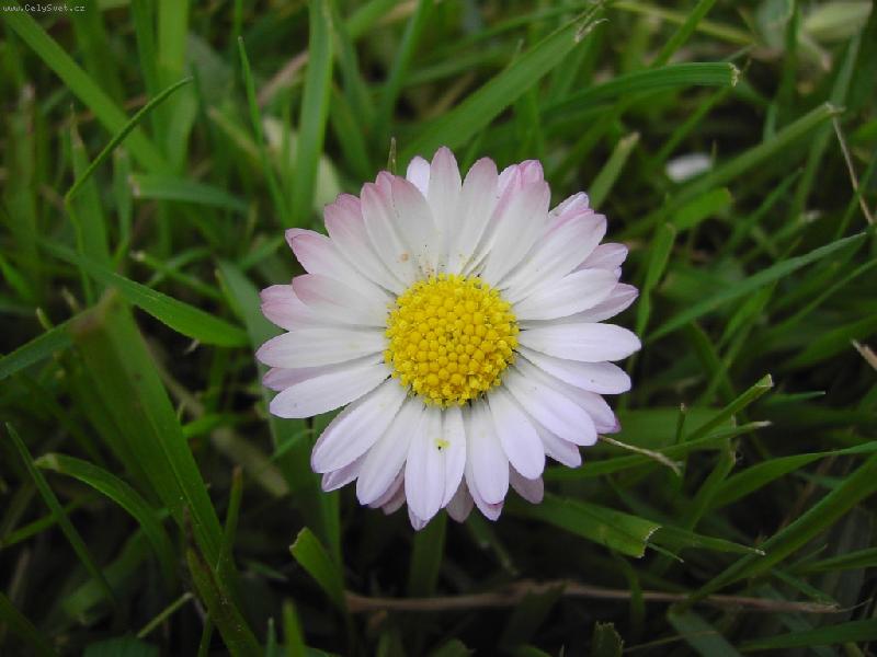 Foto: sedmikr�ska-na louce