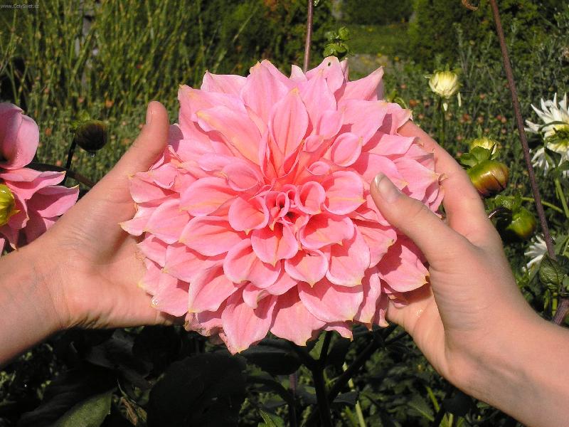 Foto: Radost v n�s, skr�v� se v kv�tin�ch!:-)-Rostlina: Ji�ina