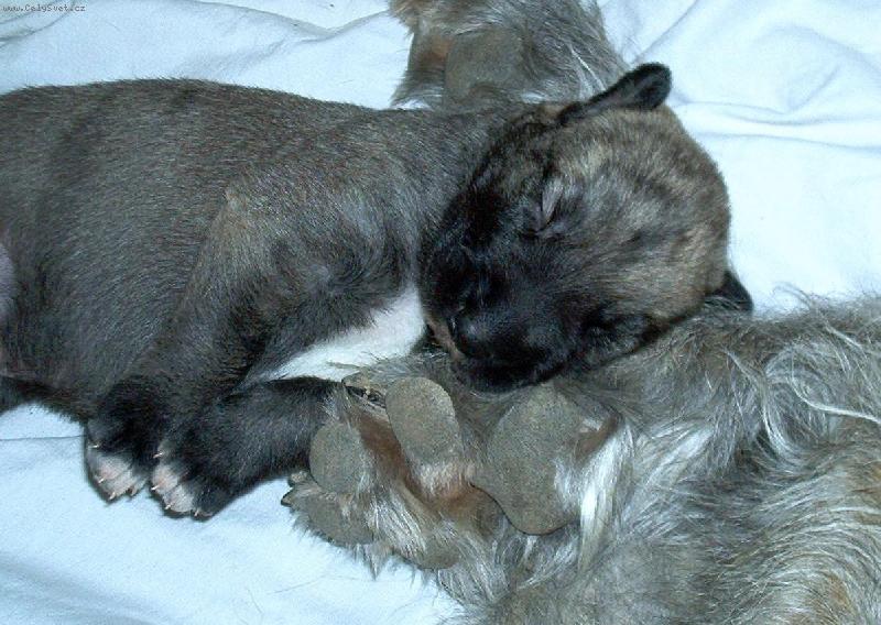 Foto: CIPRISEK-PS� MIMINKO