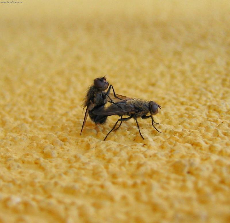 Foto: SEX !!!-mouchy v akci !