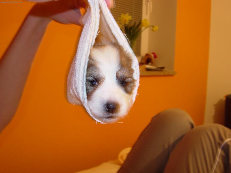 Foto: �t��ec� rolka-�t���c� rolka