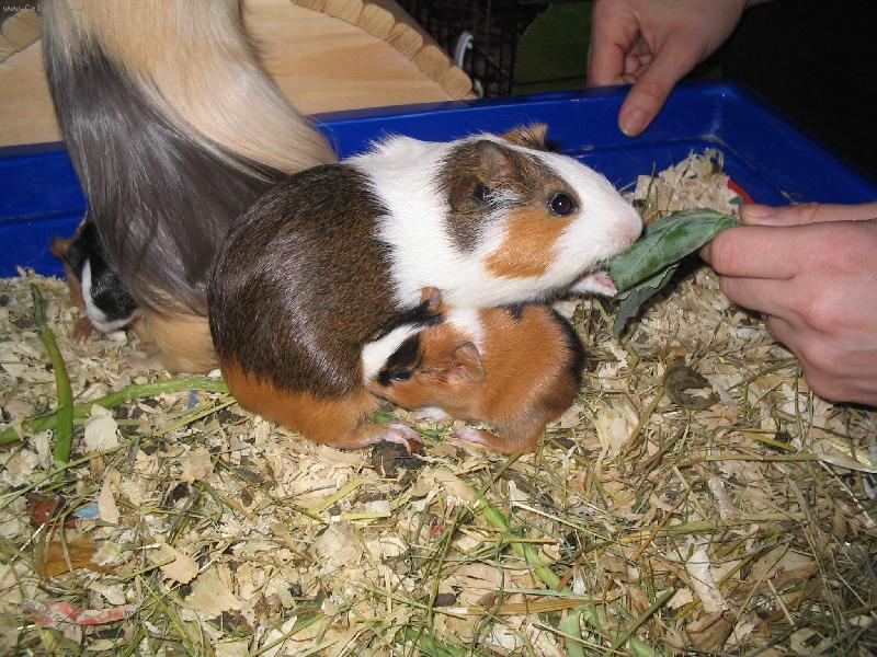 Foto: mor�atka-maminka nestiha =)