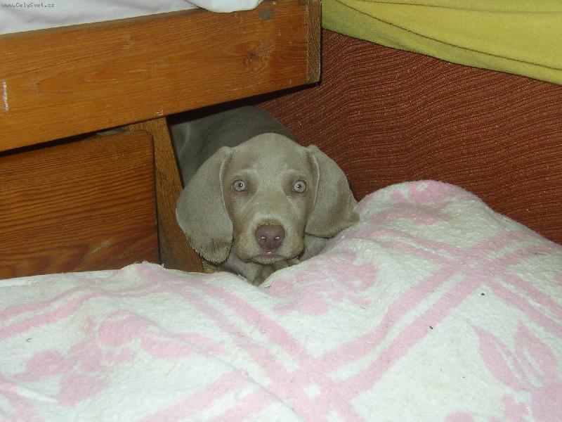 Foto: jsem velik�nsk� �t���tko...-a ni�eho se neboj�m...