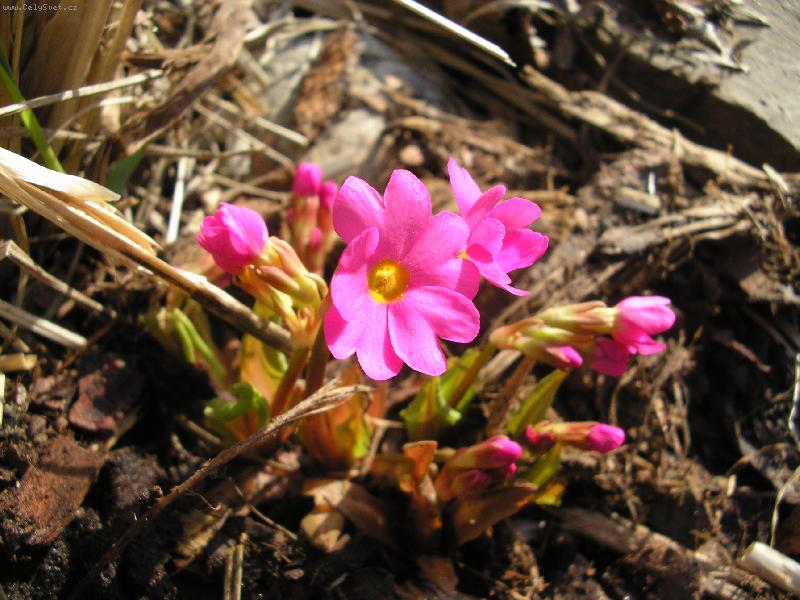 Foto: petrkl��-primule-Jaro se n�m probudilo.............