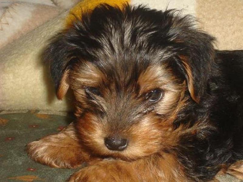 Foto: pity-moj prvy psik