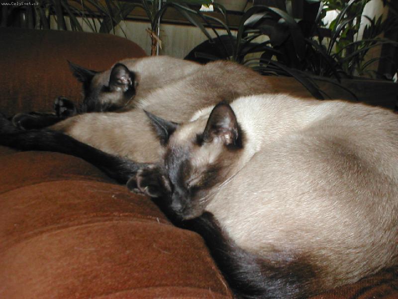 Foto: Nikdy nejsem s�m-dv� sp�c� ko�i�ky