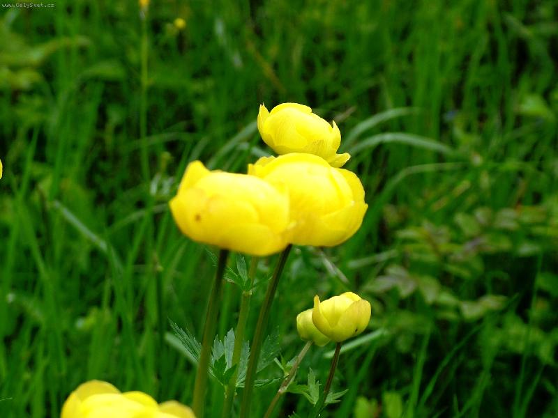 Foto: Jaro je v�ude-�pol�n obecn� - m�stn� n�zev bublina