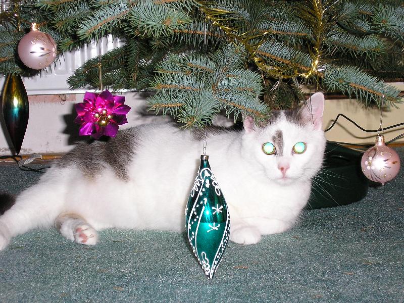 Foto: V�no�n� nad�lka