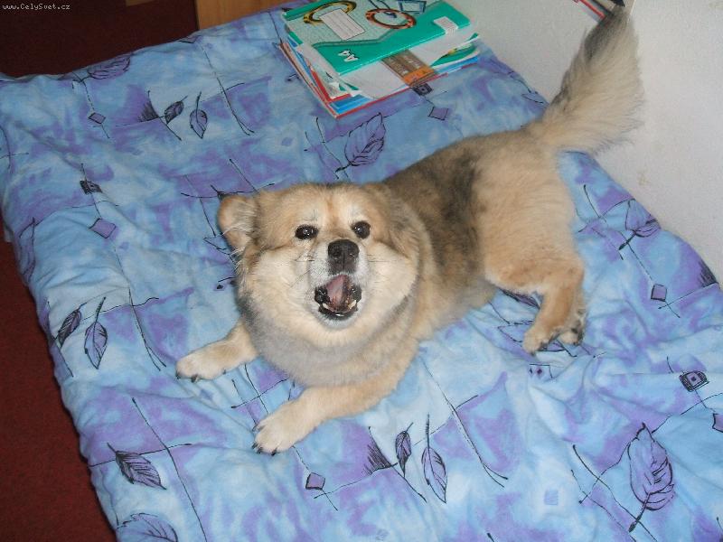 Foto: Ben��ek-Ben��ek m� chu� na mrkvi�ku