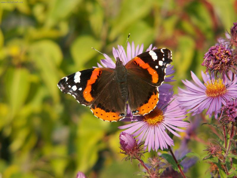 Foto: Mot�l-Mot�l u n�s na zahrad�