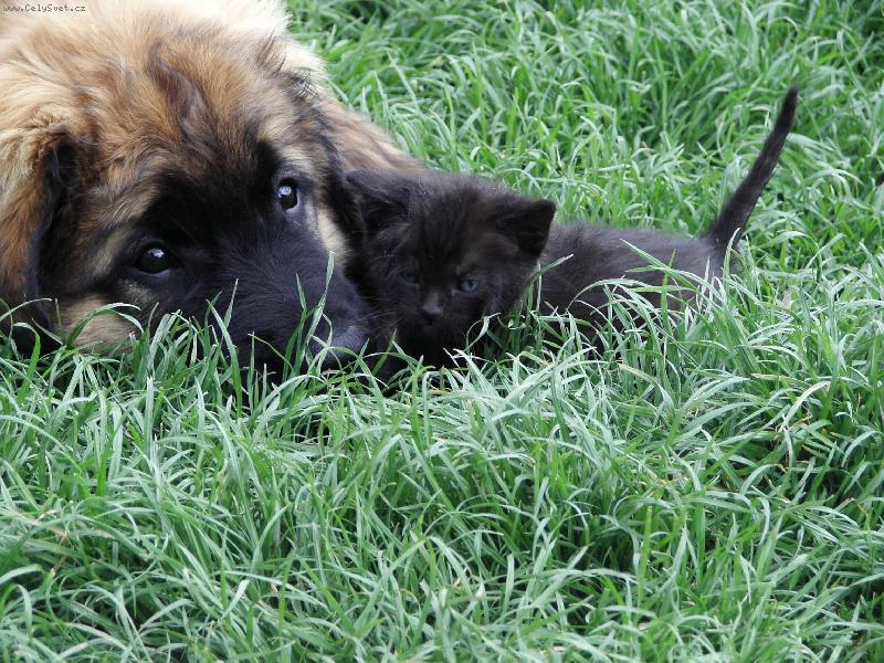 Foto: Poh�dka o pejskovi a ko�i�ce.-Galaxy Oss - Ad�lka