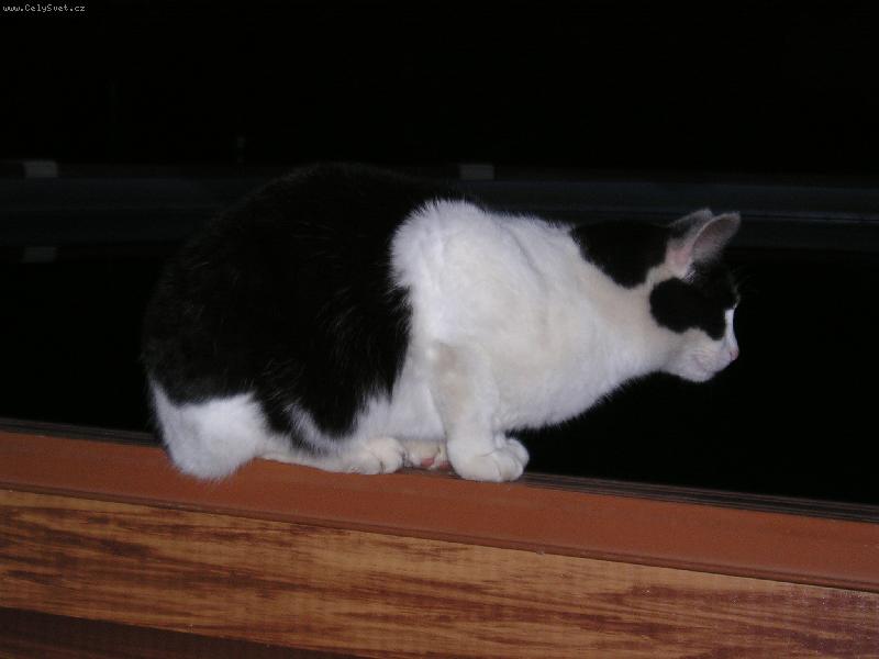 Foto: Na�e Micinka-Prost� roztomilou�k�