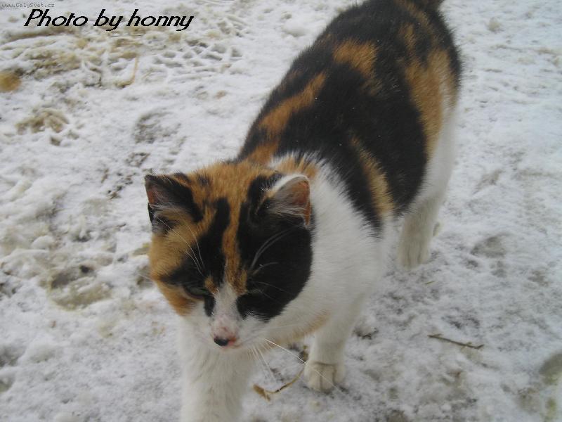 Foto: �i�inta u n�s ze st�je-j� sn�ek prost� miluju