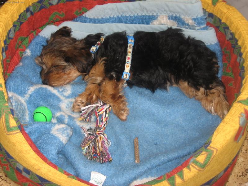 Foto: Velmi unaven� pes :-)