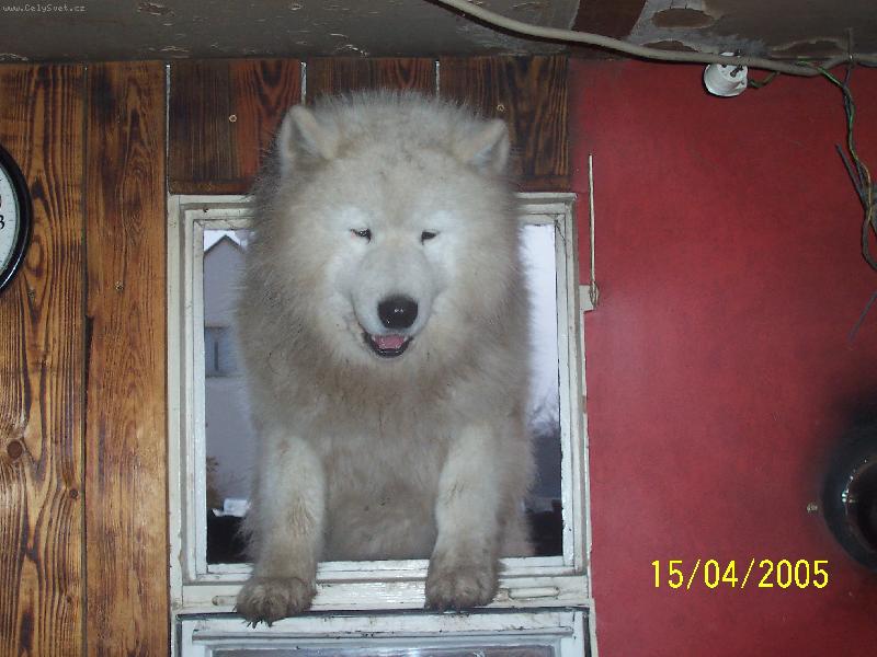 Foto: krmen�-tak dostanu to ham do b��ka