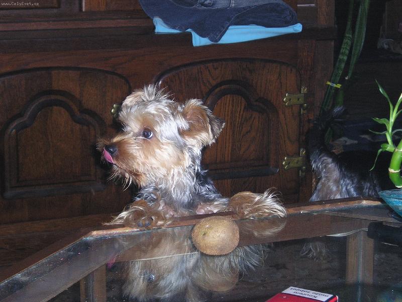 Foto: kiwi-to kiwi ve mojeeeeee!!!!!!!!!!