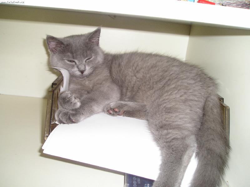 Foto: Fanda ��edn�k-ach, to pap�rov�n� unavuje...