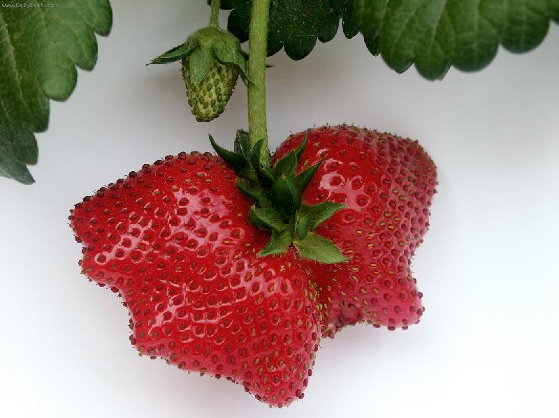 Foto: mot�l jahodov�-neulet�l byl sn�zen