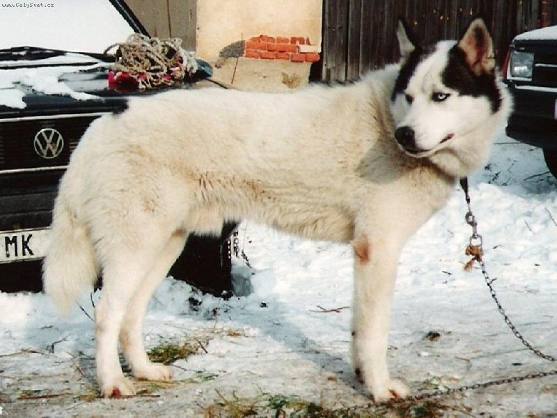 Foto: BAD-Kom��� V�ka