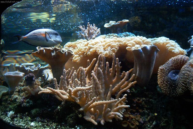 Foto: Podmo�sk� sv�t v Praze-Hole�ovic�ch