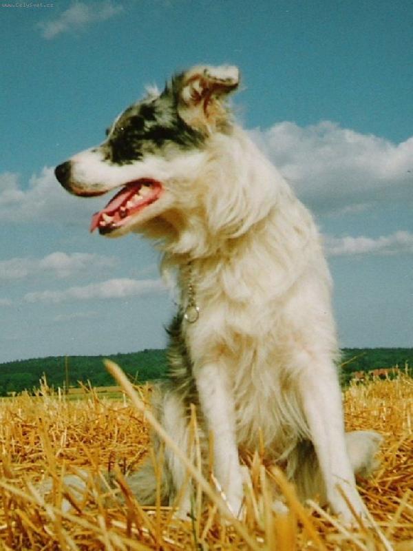 Foto: Lesynek-Lesy v poli