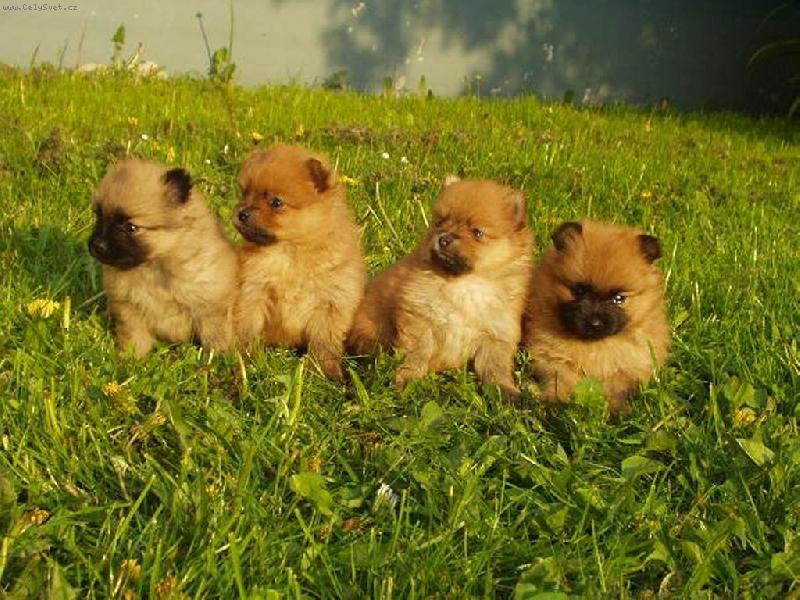 Foto: Slun��ka-banda