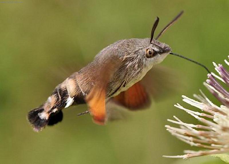 Foto: M�ra-sos� nektar z kv�t�