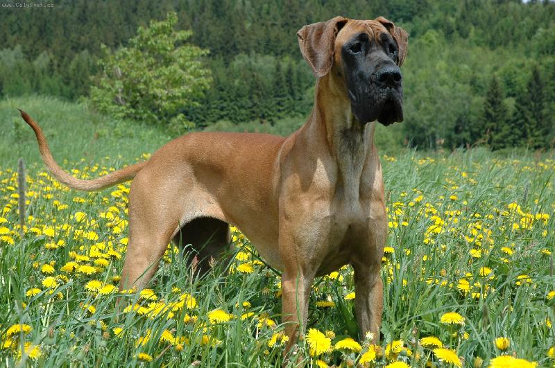 Foto: AIRIS-SAM� PAMPELI�KY