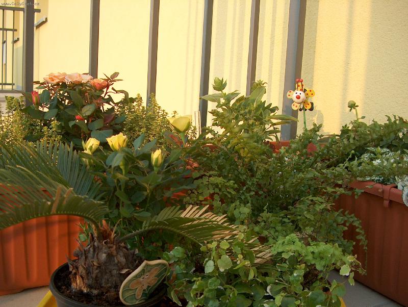 Foto: Kv�tinov� z�ti��