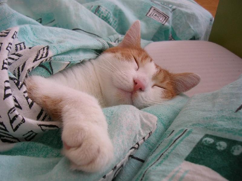 Foto: Pod pe�inkou