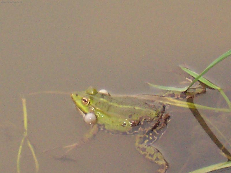 Foto: �abka na n�mluv�ch