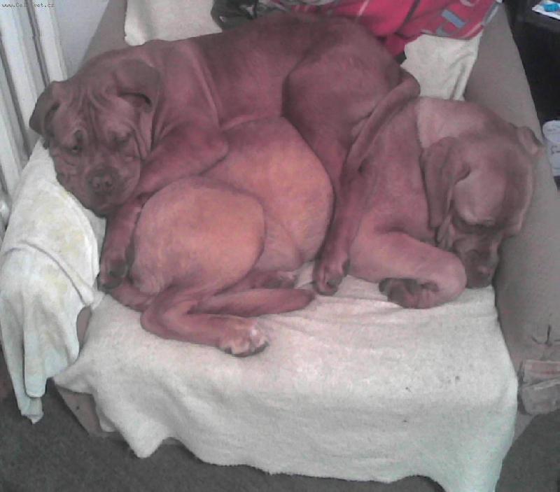 Foto: maj� se r�di