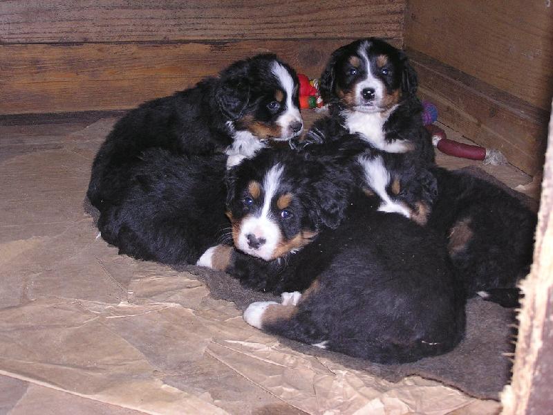 Foto: Mal� mim�a-Uklad�n� ke sp�nku