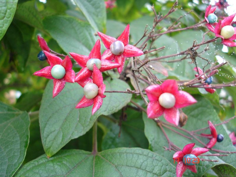 Foto: Italsk� krasavice