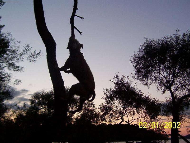 Foto:  letn� ve�er-na proch�zce ze psem