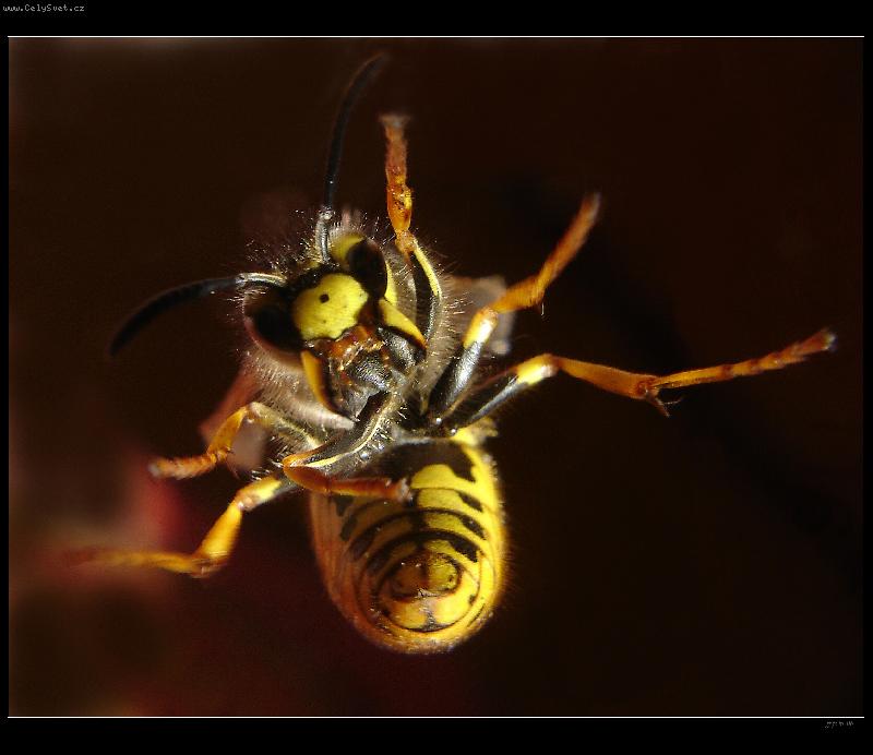 Foto: Rozzloben� vosa