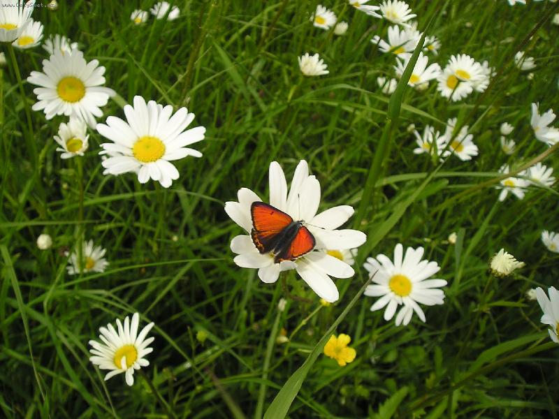 Foto: M� m� r�d - nem� m� r�d-Kopretina