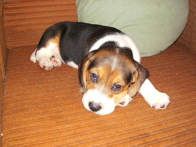 Foto: TO JE NUDA-B�GL�K