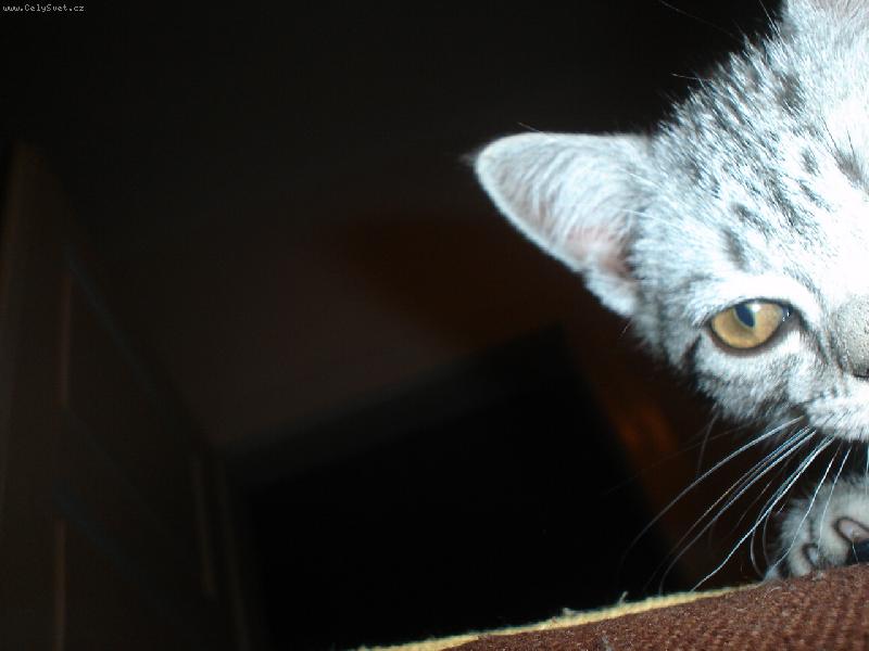 Foto: Sleduje t� vrah