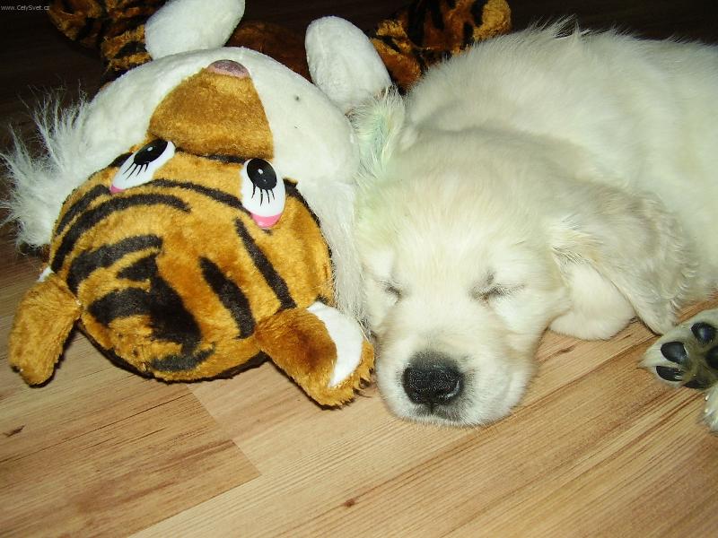 Foto: Kr�sn� sp�nek s kamar�dem