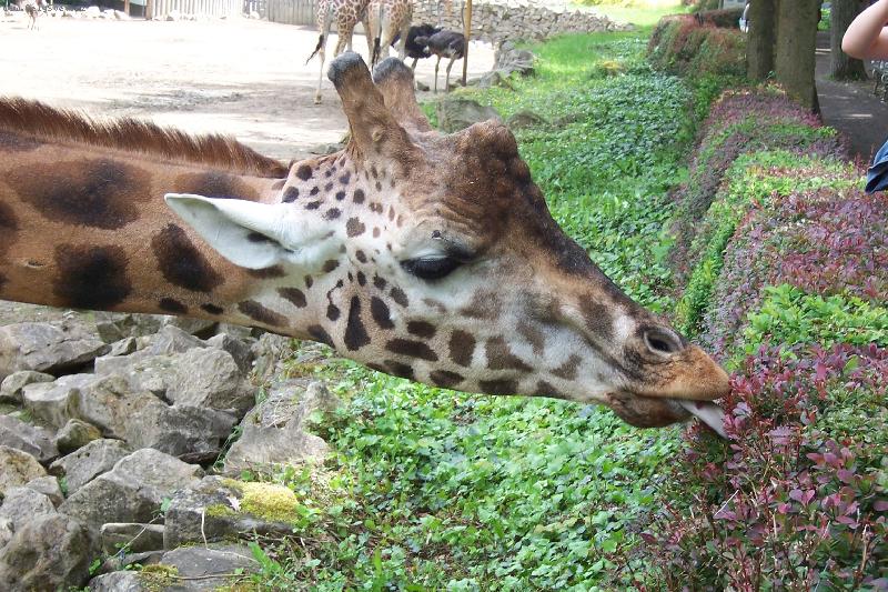 Foto: �irafa p�i chuti