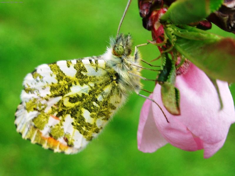 Foto: Mot�l na broskvoni