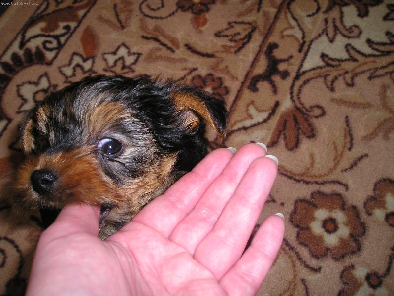 Foto: prcek-po�kej a� vyrostu