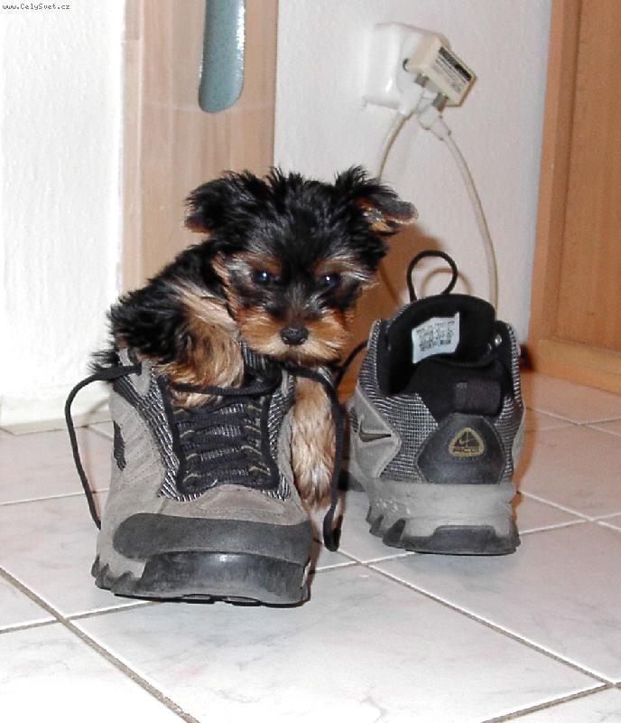 Foto: Ron�k v bot�