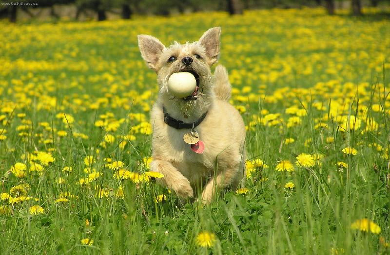 Foto: V pampeli�k�ch