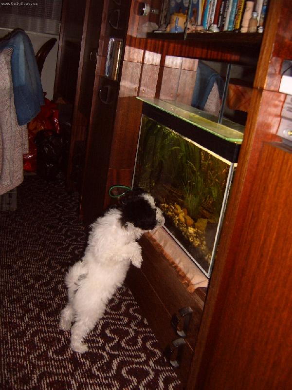 Foto: Apollo-Miluju rybi�ky